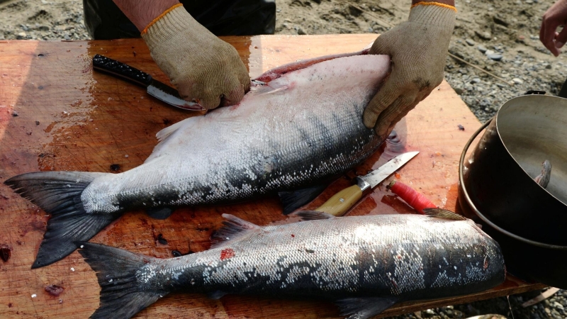 Губернатор Камчатки рассказал Путину о "крайне удачном" вылове лососевых