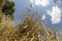 Россия впервые продала подорожавшую пшеницу после выхода из зерновой сделки