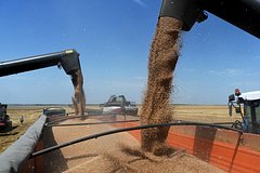 Индия попросила у России скидку на поставки пшеницы