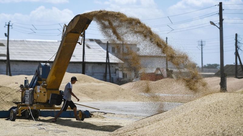 Япония в июле 2023 года нарастила импорт зерновых из России на 5680%
