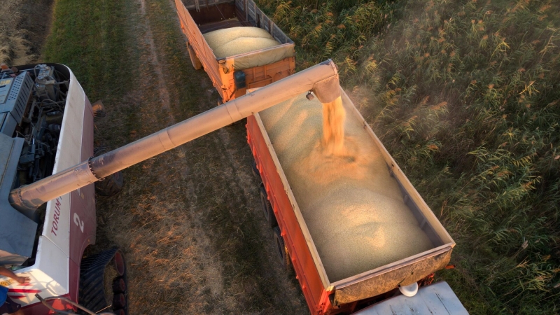 Сбор риса в России начнется с сентября, прогноз урожайности хороший